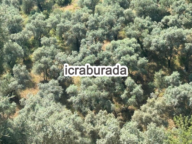 icralık  m2 Tarla İzmir Ödemiş Bozcayaka