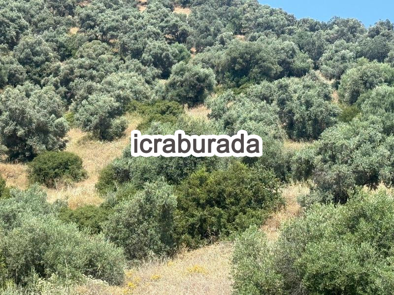 icralık  m2 Tarla İzmir Ödemiş Bozcayaka
