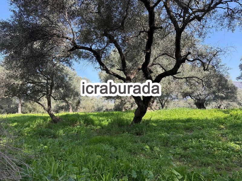 icralık  m2 Tarla İzmir Ödemiş Gölcük