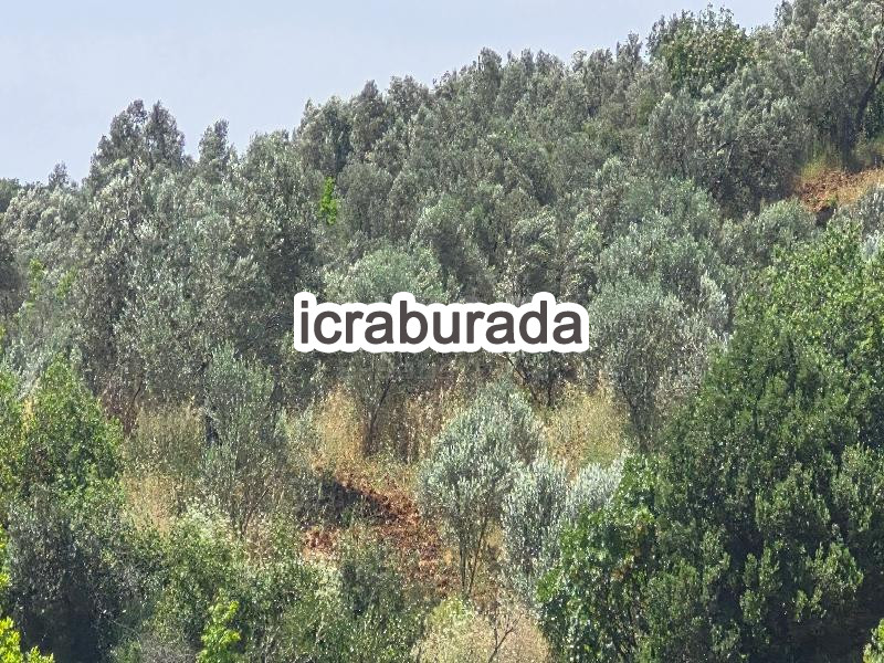 icralık  m2 Tarla Çanakkale Bayramiç Pinarbaşi