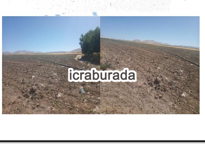 icralık  m2 Tarla Niğde Bor Kaynarca