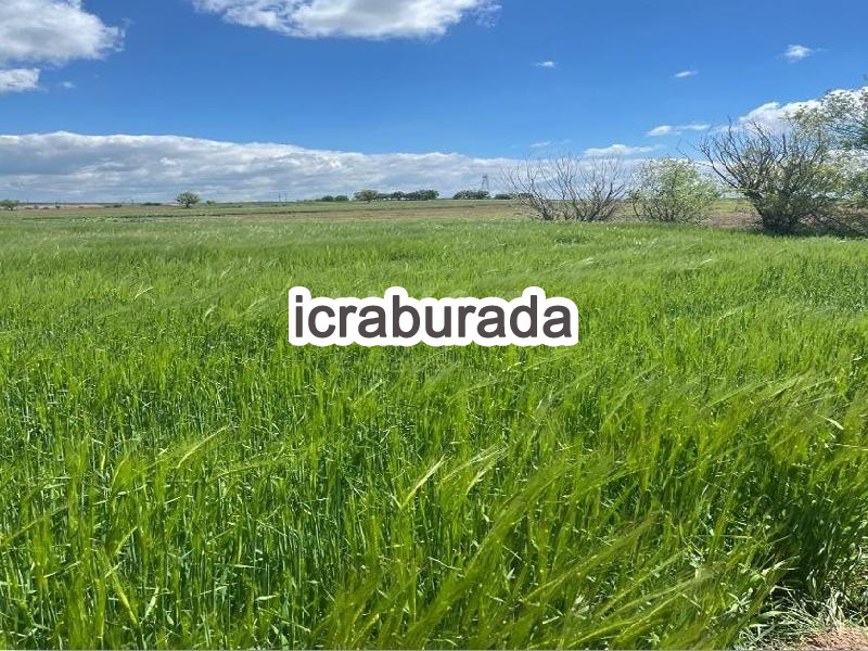 icralık  m2 Tarla Uşak Merkez Koyunbeyli