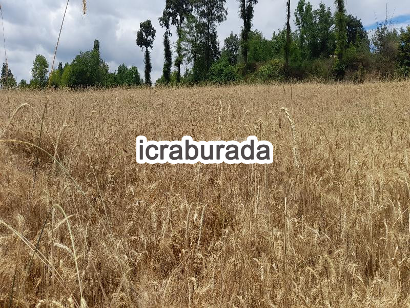icralık  m2 Tarla Tokat Erbaa Koçak