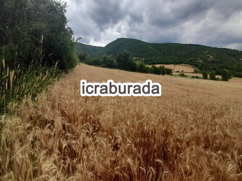 icralık  m2 Tarla Tokat Erbaa Koçak