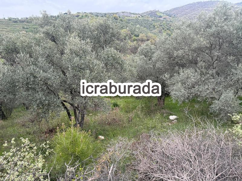 icralık  m2 Tarla İzmir Ödemiş Süleymanlar