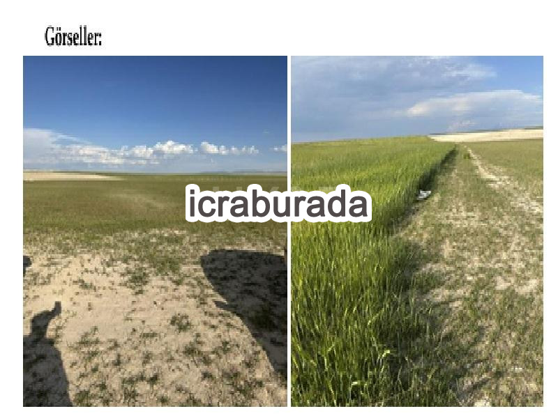 icralık  m2 Tarla Konya Karapınar Kayali