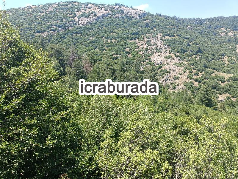 icralık  m2 Tarla Denizli Merkezefendi Şirinköy
