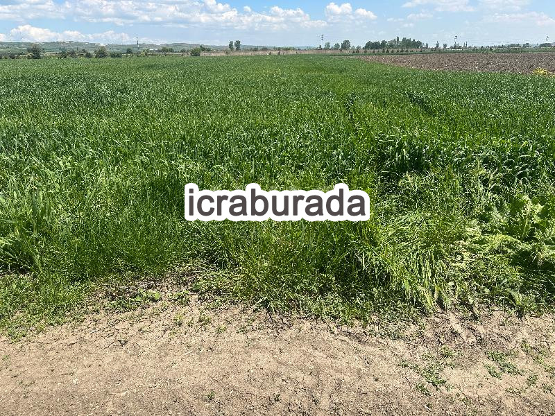 icralık  m2 Tarla Eskişehir İnönü Çarşi