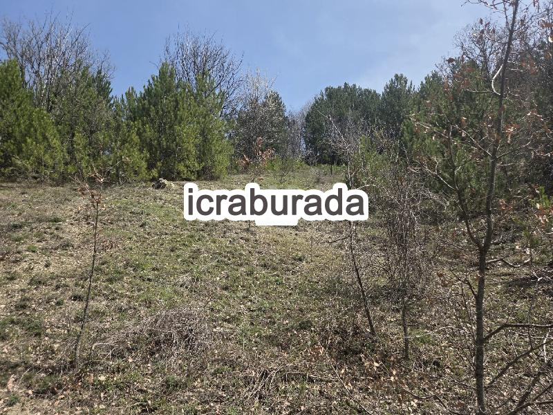 icralık  m2 Tarla Bolu Göynük Kaşikçişeyhler