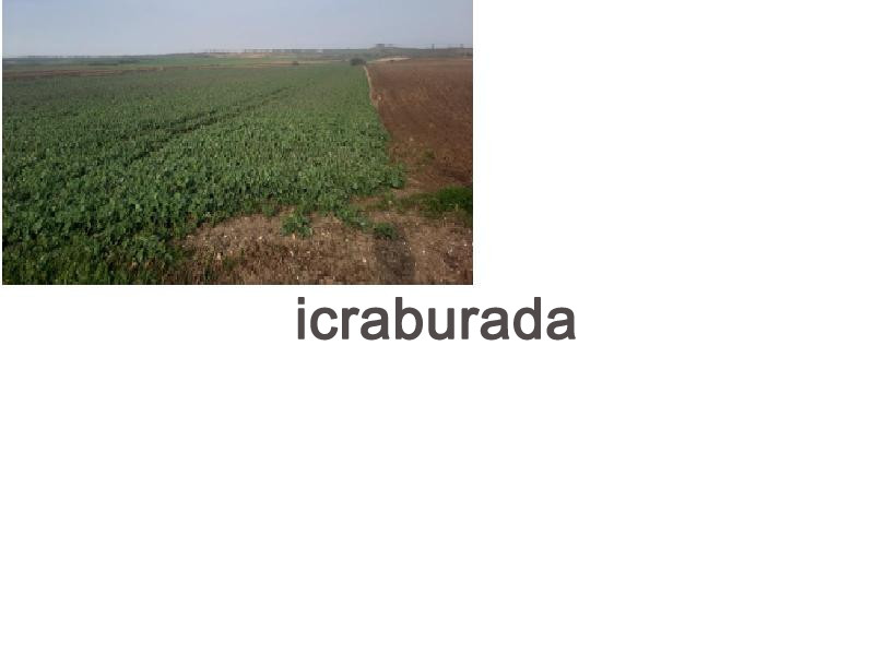 icralık  m2 Tarla Kırklareli Vize Hasbuğa