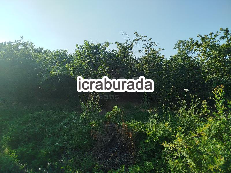 icralık  m2 Tarla Sakarya Hendek Türbe