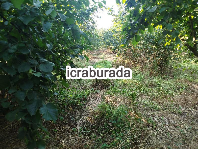 icralık  m2 Tarla Sakarya Hendek Türbe