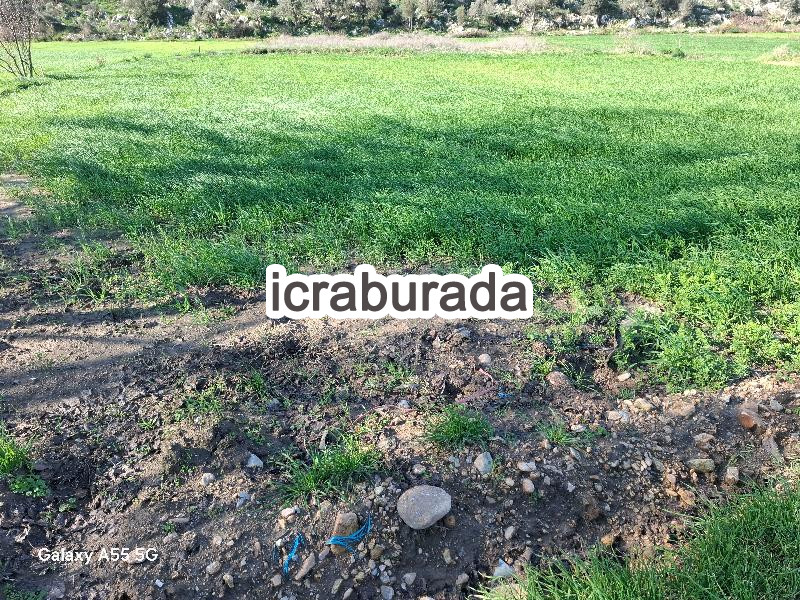 icralık  m2 Tarla Muğla Milas Dibekdere