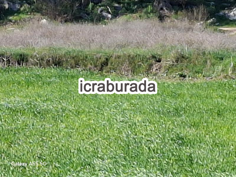 icralık  m2 Tarla Muğla Milas Dibekdere