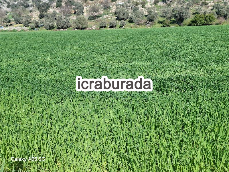 icralık  m2 Tarla Muğla Milas Dibekdere