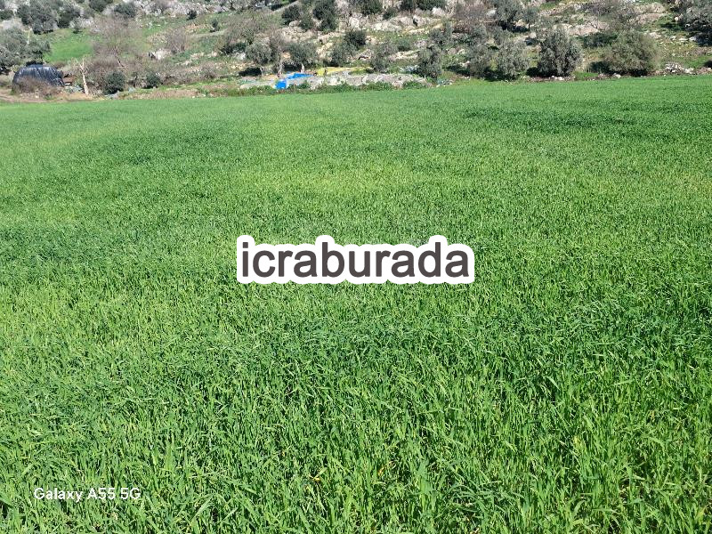 icralık  m2 Tarla Muğla Milas Dibekdere
