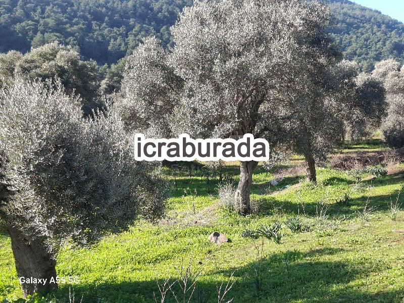 icralık  m2 Diger Muğla Milas Dibekdere
