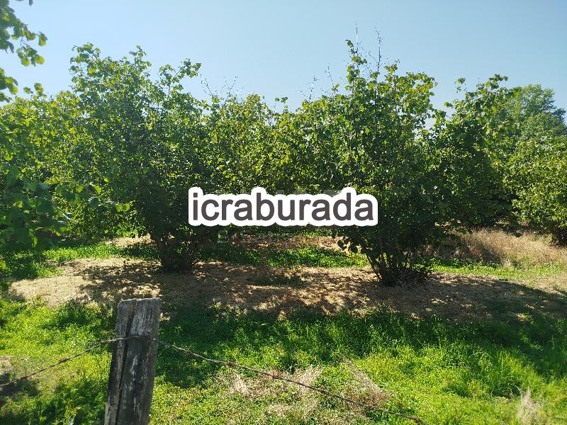 icralık  m2 Tarla Sakarya Hendek Kazimiye