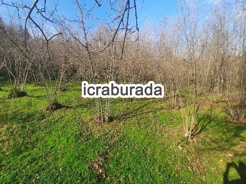 icralık  m2 Tarla Sakarya Hendek Sariyer