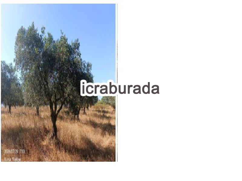 icralık  m2 Tarla Bursa Karacabey Karakoca