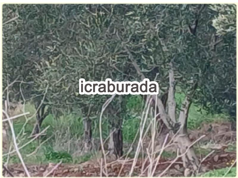 icralık  m2 Tarla İzmir Foça Bağarasi