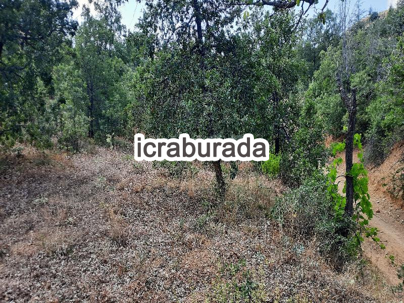 icralık  m2 Bag Isparta Yalvaç Bağkonak
